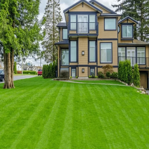Fescue Grass