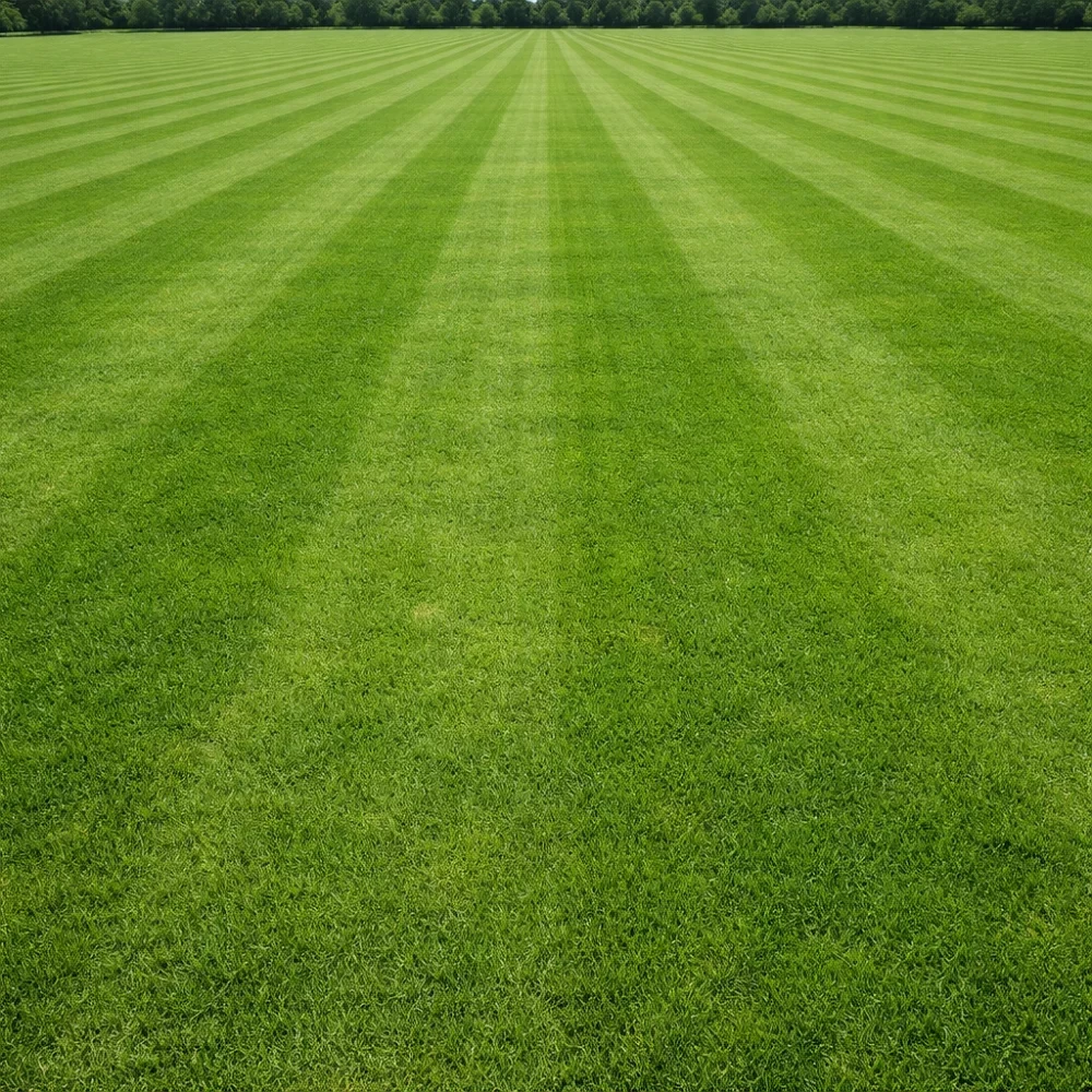 Turf Grass Commercial